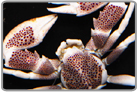 Anemone Porcelain Crab